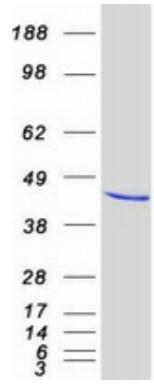 Coomassie blue staining of purified EIF4A3 protein.